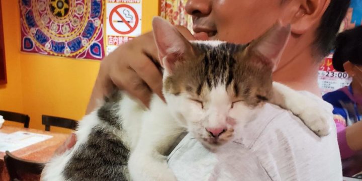 株式会社こちねこ